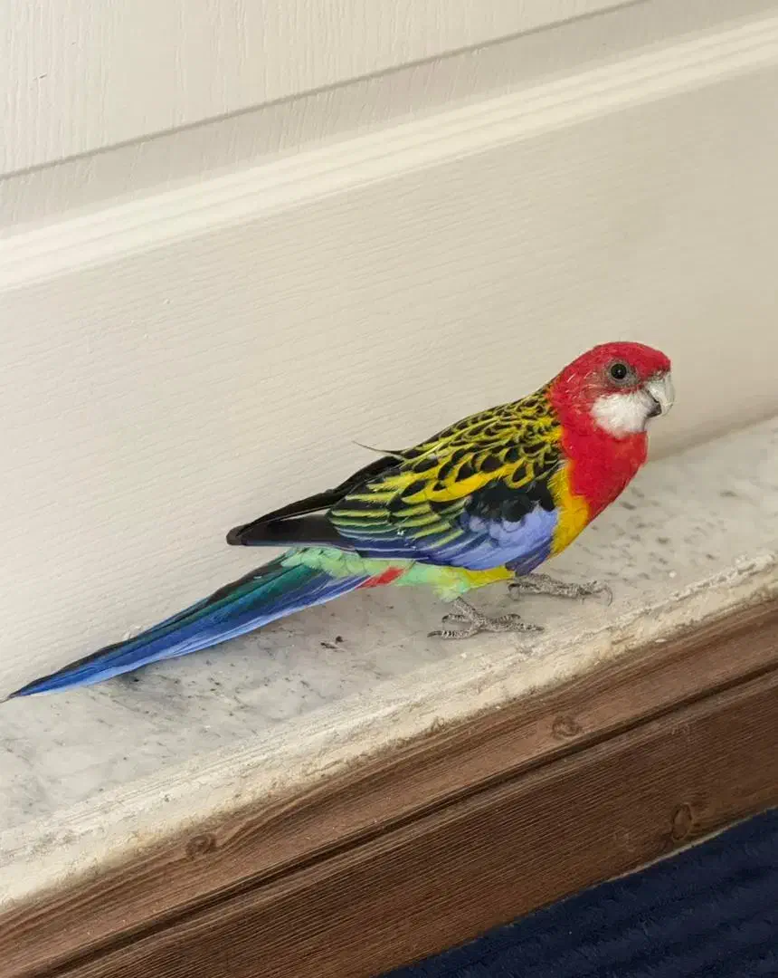 طوطی رزیلا شرقی|پرنده|کرج, فاز ۴ مهرشهر|دیوار