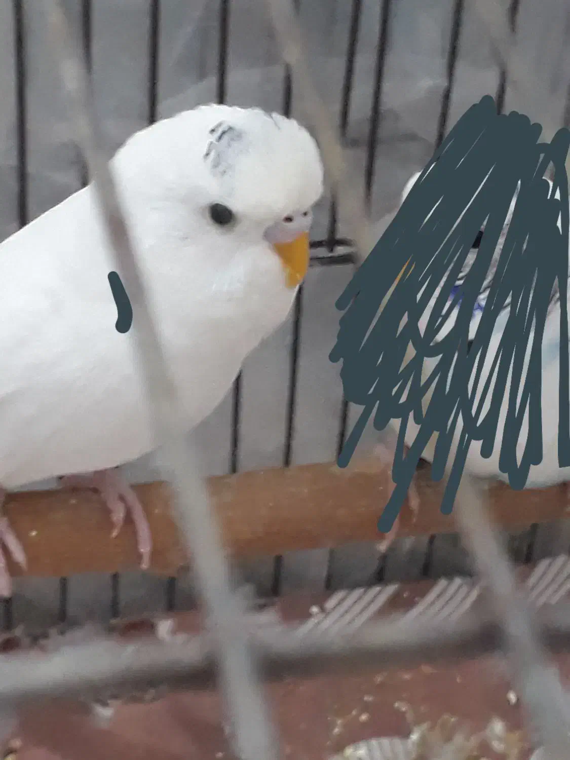 نرالبینو|پرنده|فردیس, شهرک ارم|دیوار