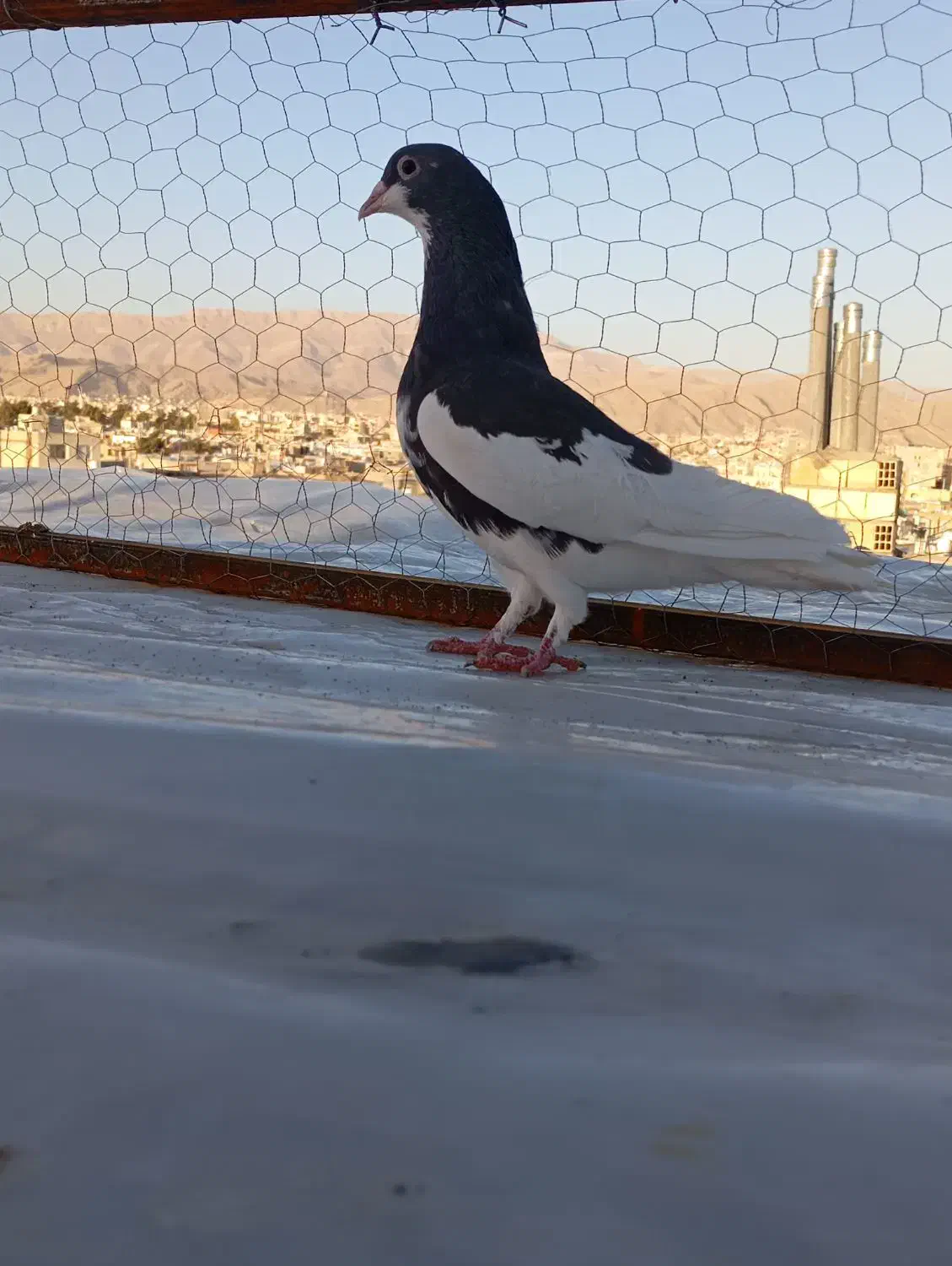 یال ماده بشرط|پرنده|شیراز, کوشک میدان|دیوار