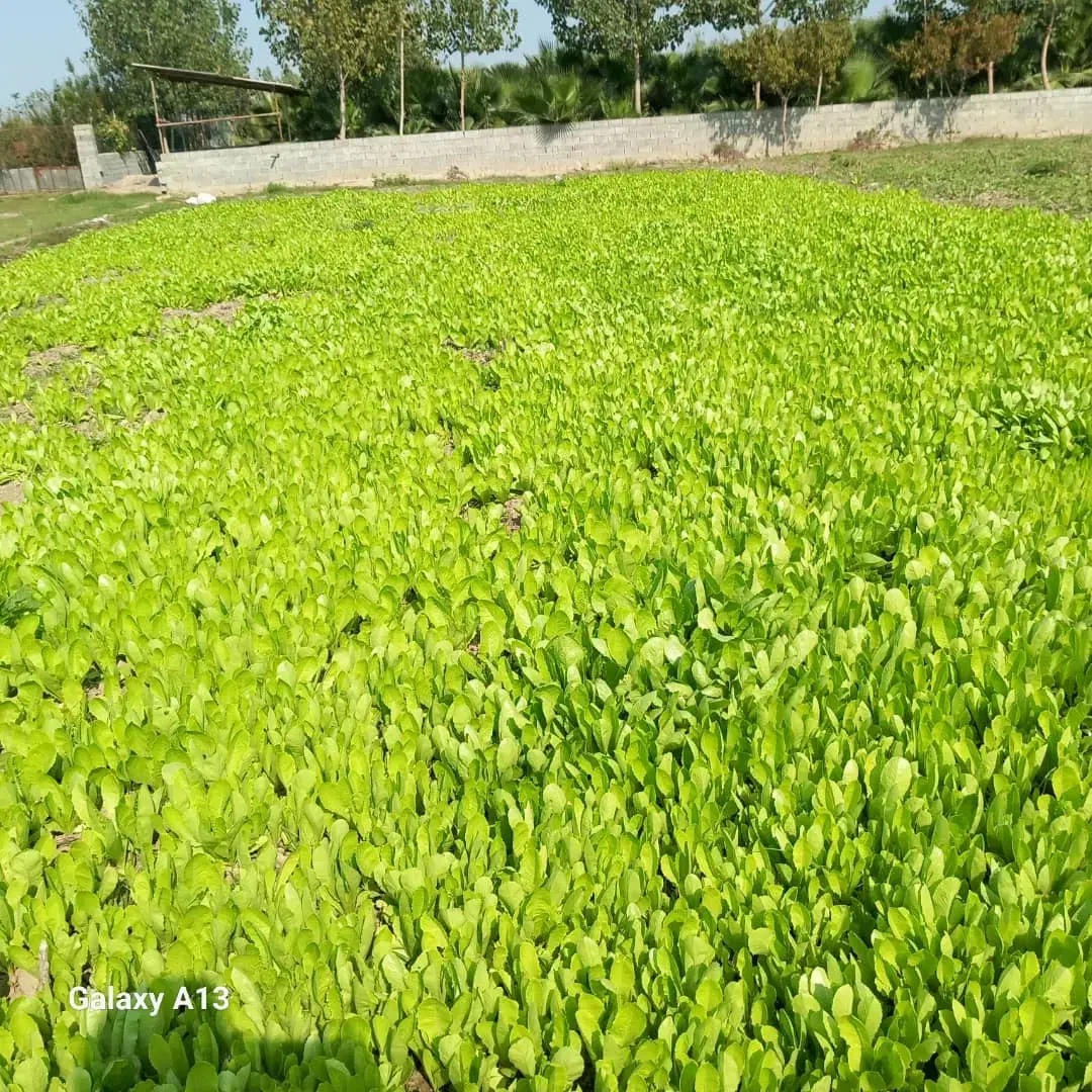 فروش نهال کاهو برای نشا|گل و گیاه طبیعی|دابودشت, |دیوار