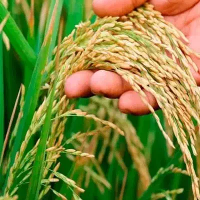 چلتوک کامفیروزی لنجونی تپل مخصوص بذر برنج|خوردنی و آشامیدنی|مرودشت, رامجرد یک|دیوار