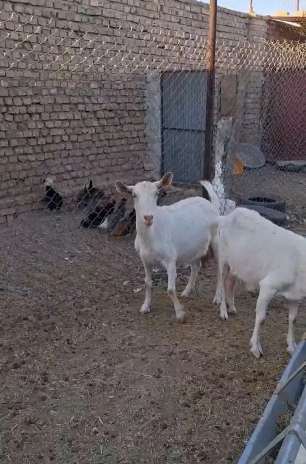 بزسانن|حیوانات مزرعه|جلگه ماژان, |دیوار