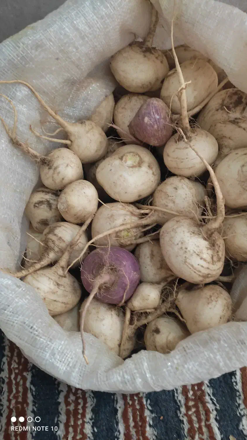 شلغم شیرین|خوردنی و آشامیدنی|جلگه ماژان, |دیوار