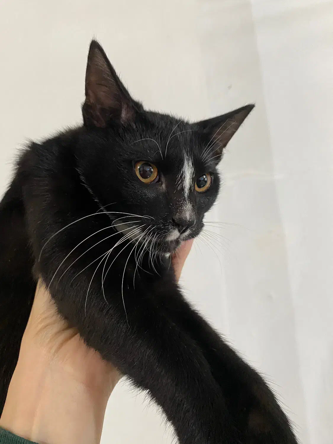 گربه|گربه|بندر انزلی, نوغان|دیوار