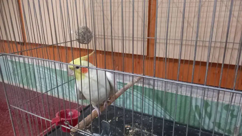 عروس هلندی با قفس|پرنده|شاهین‌شهر, خانه کارگر|دیوار