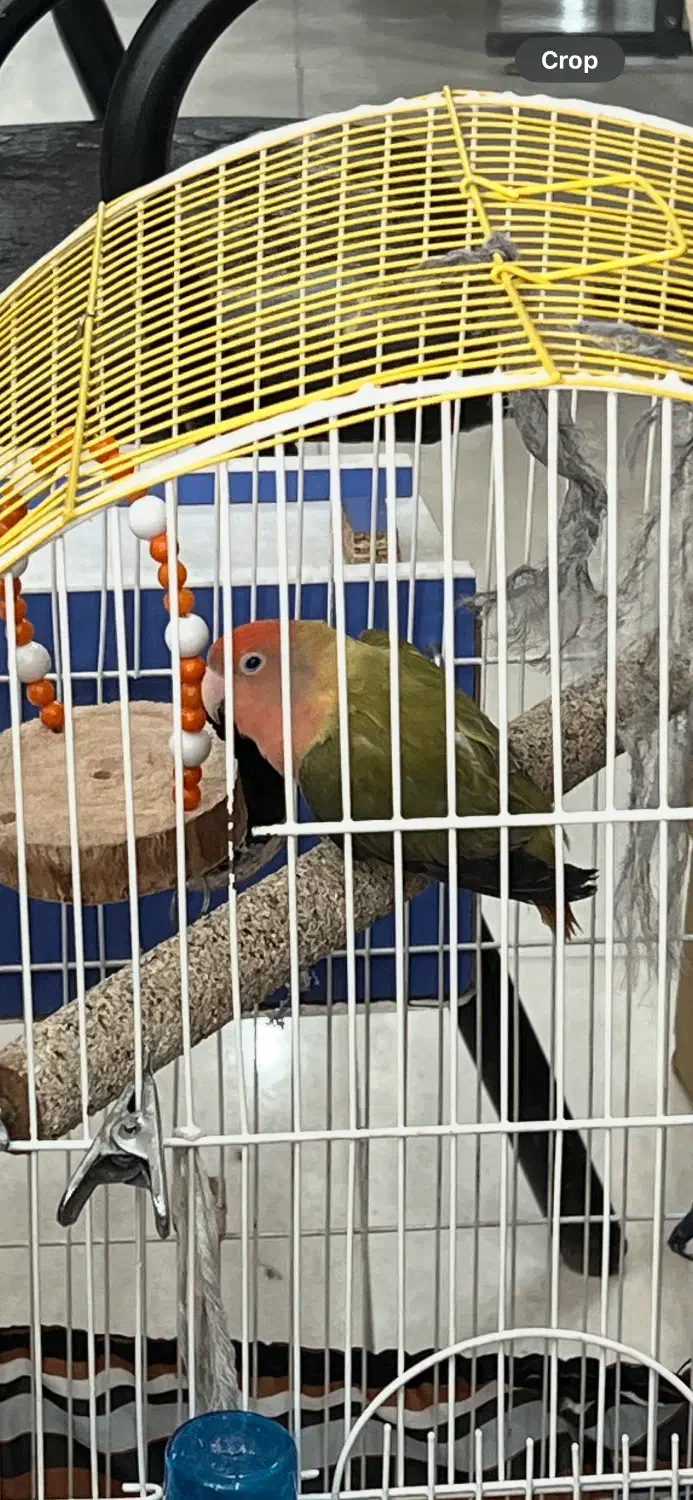 یک جفت طوطی برزیلی نرو ماده تخم گذاربا تمام وسایل|پرنده|میانه, |دیوار