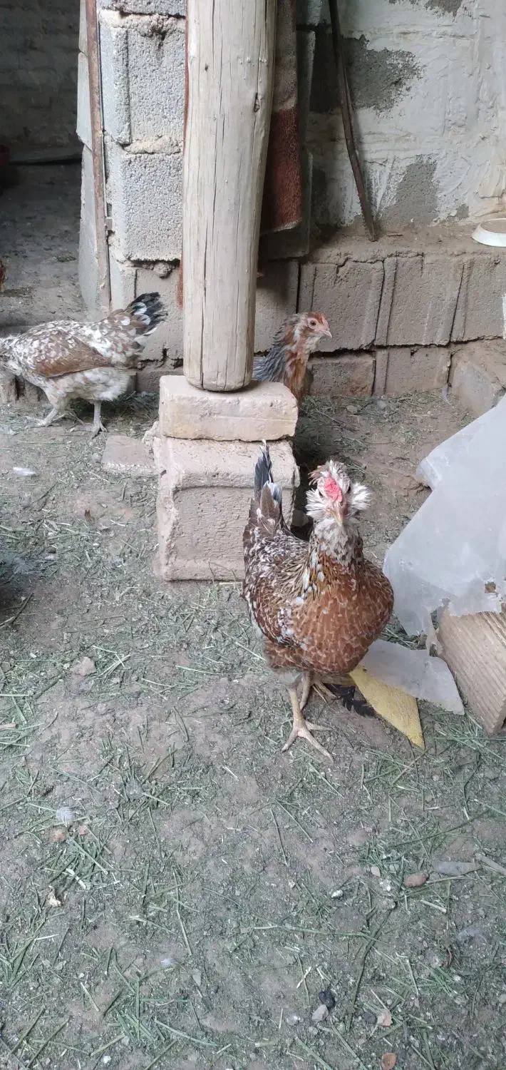 تخم نطفه دار گلین چهل تاج ریشو|حیوانات مزرعه|خمینی‌شهر, |دیوار