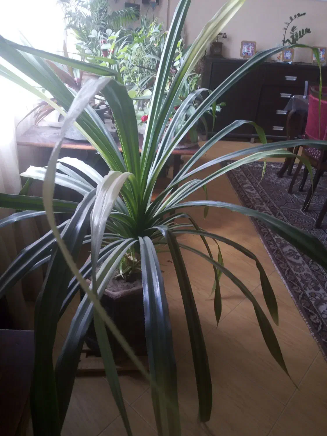 گل یوکا و پاندانوس بزرگ|گل و گیاه طبیعی|مشهد, دانشجو|دیوار