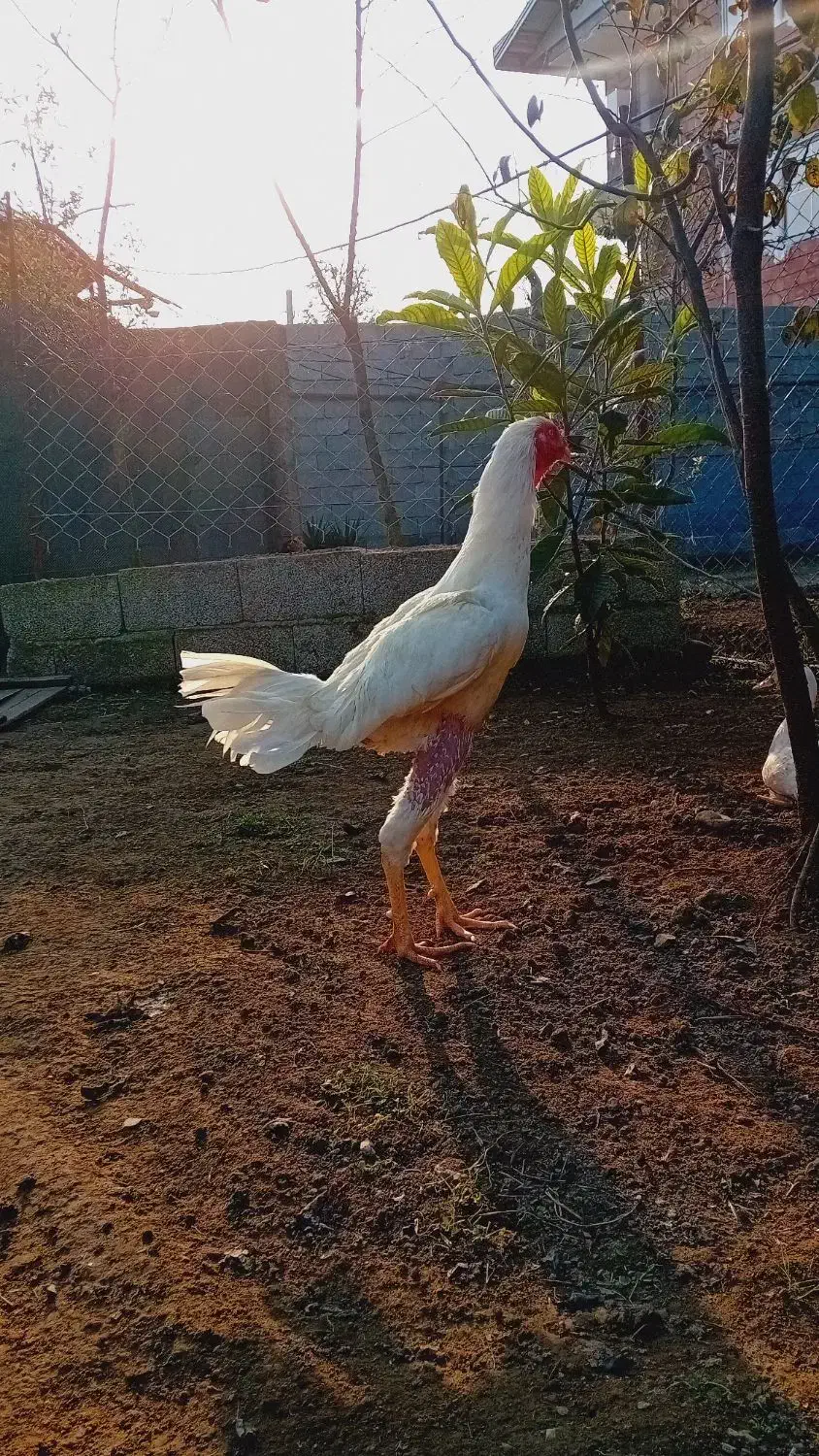 خروس لاری ۹ ماه|حیوانات مزرعه|اسالم, |دیوار