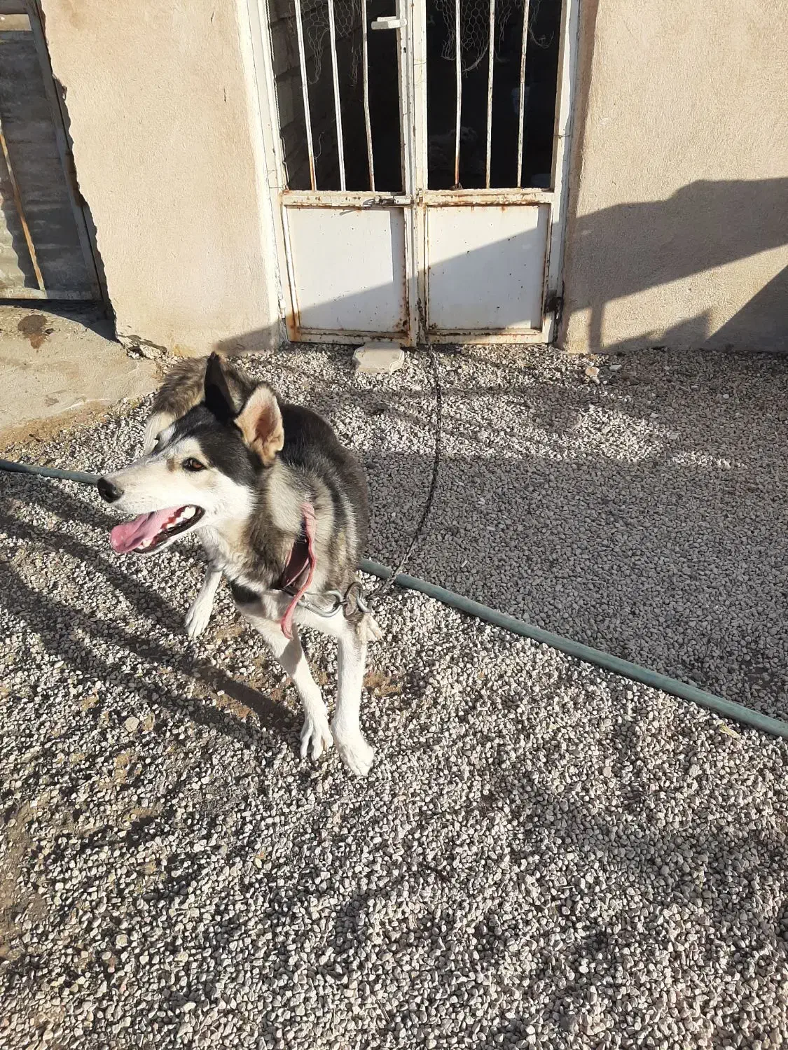 سگ هاسکی|سگ|تهران, سلسبیل شمالی|دیوار