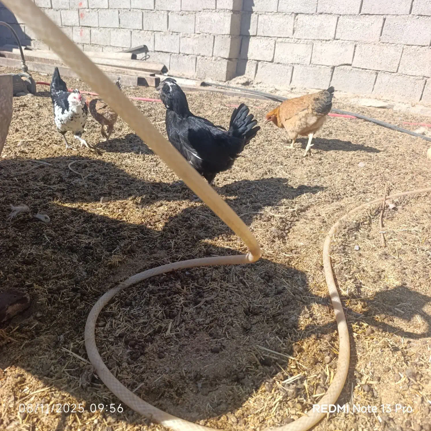 مرغ جتی اصل و گلین فروشی|پرنده|درمیان, |دیوار