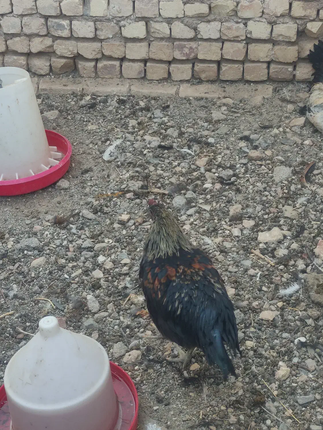 خروس گوشتی|حیوانات مزرعه|کاشان, طاهرآباد|دیوار