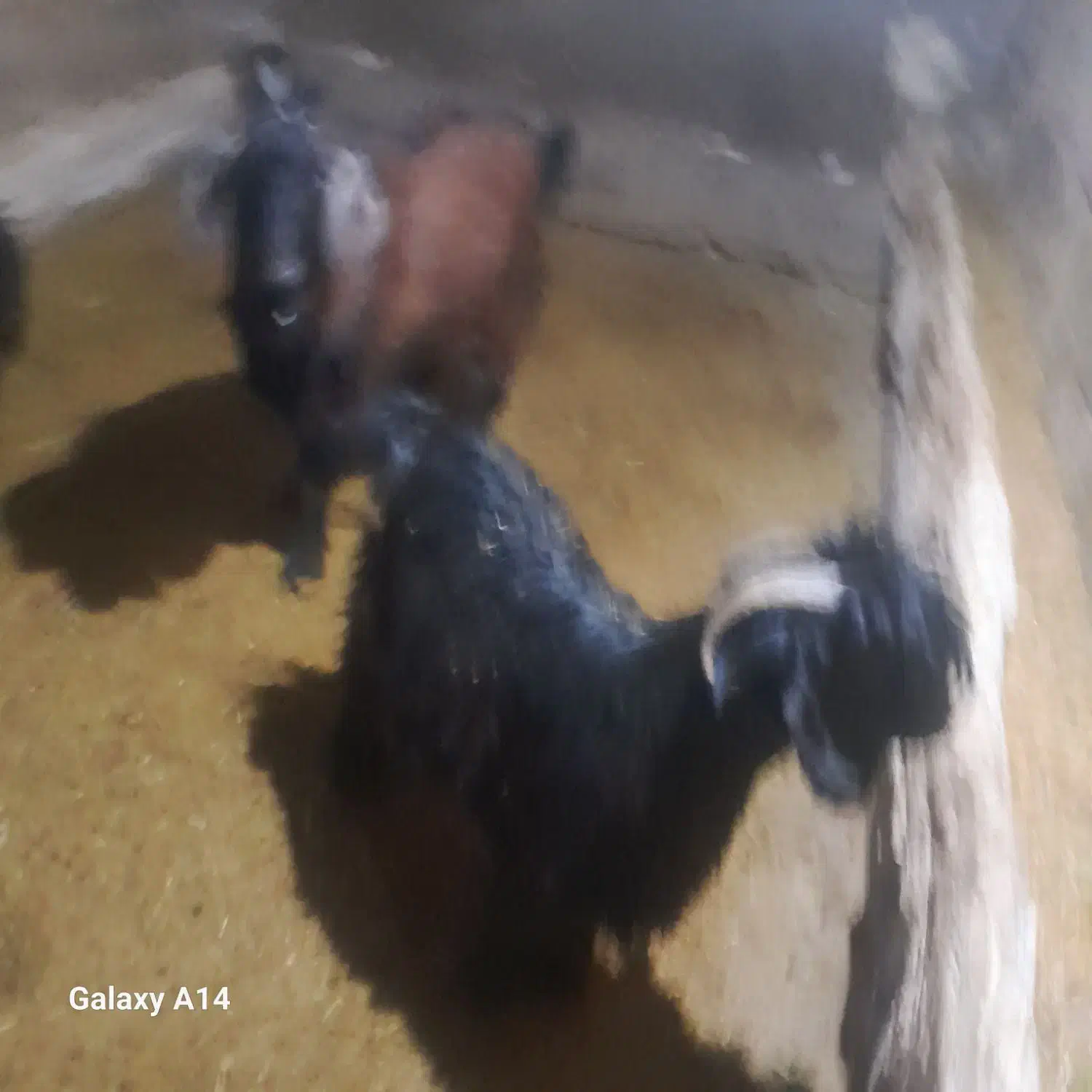 کاور فروش|حیوانات مزرعه|قروه, |دیوار