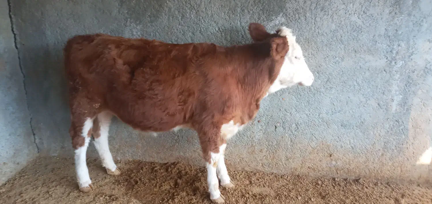 یک عدد گوساله سیمینتال ماده قرمز|حیوانات مزرعه|بیستون, |دیوار