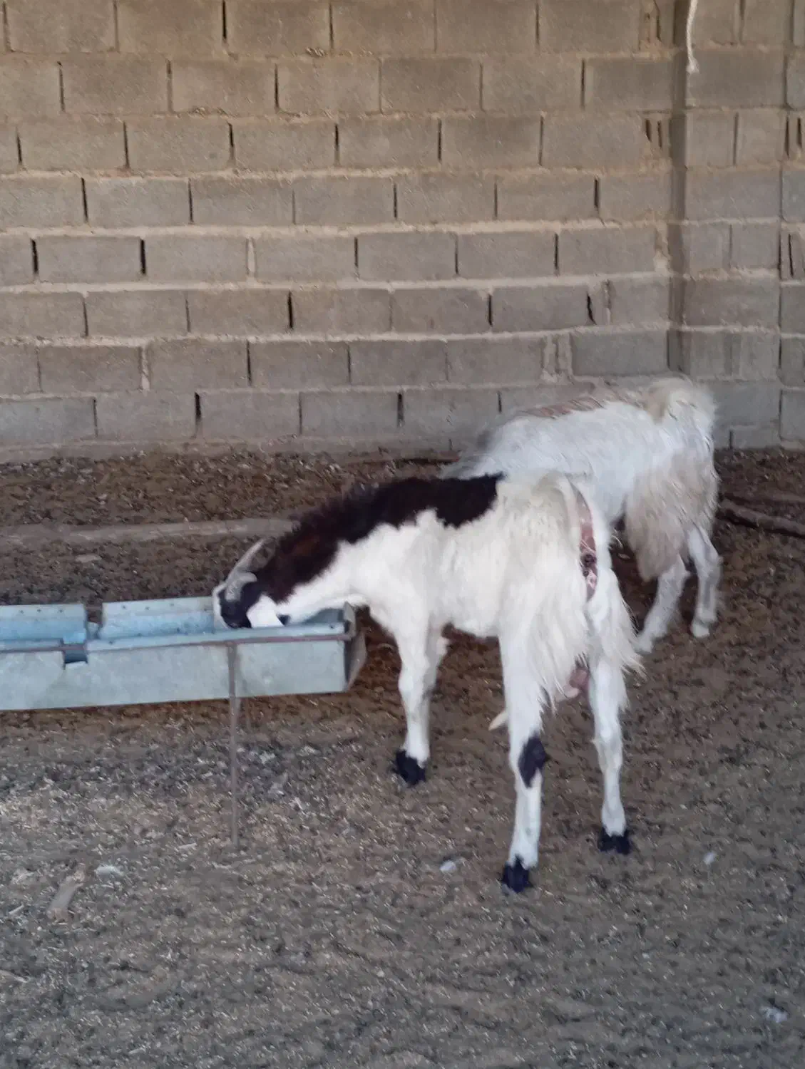 کهره نر|حیوانات مزرعه|سعدآباد, |دیوار