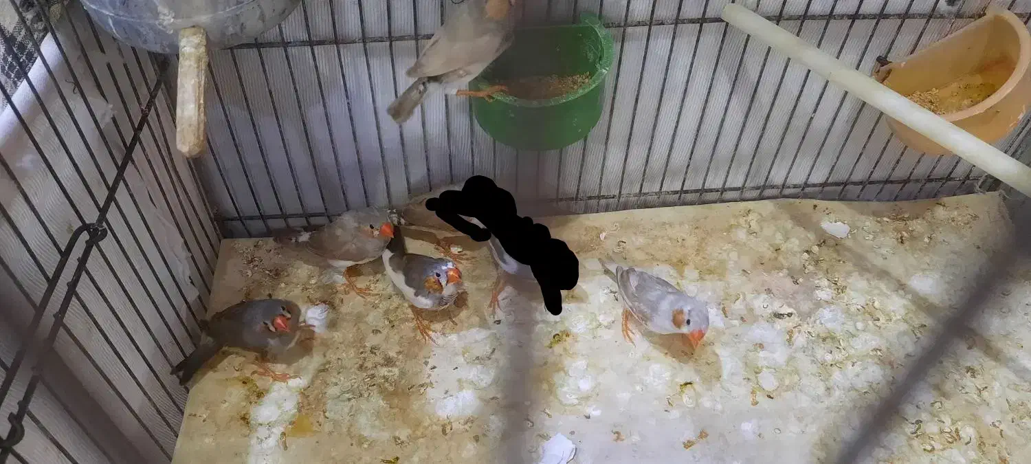 فنچ|پرنده|مشهد, کوثر|دیوار