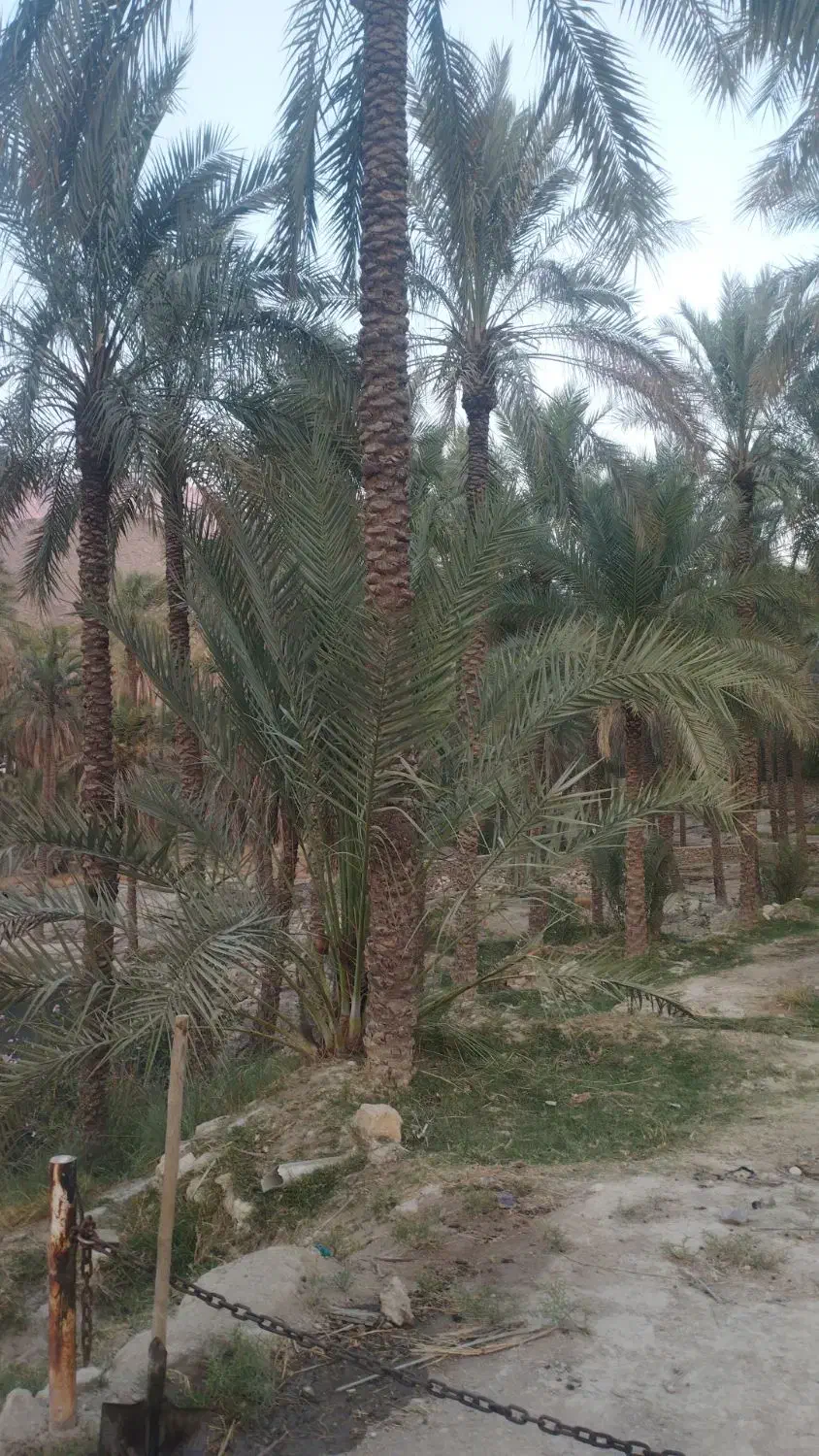 یک قطعه باغ|فروش زمین و ملک کلنگی|اهرم, |دیوار