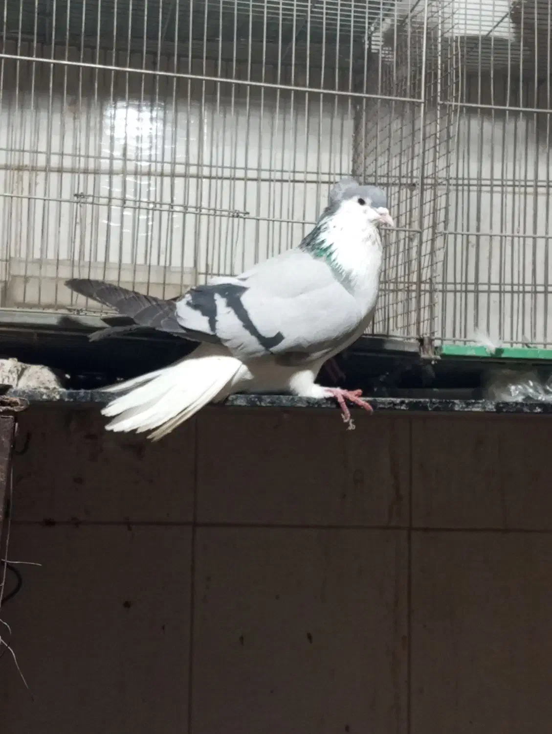 کفتر|حیوانات|اصفهان, رهنان|دیوار