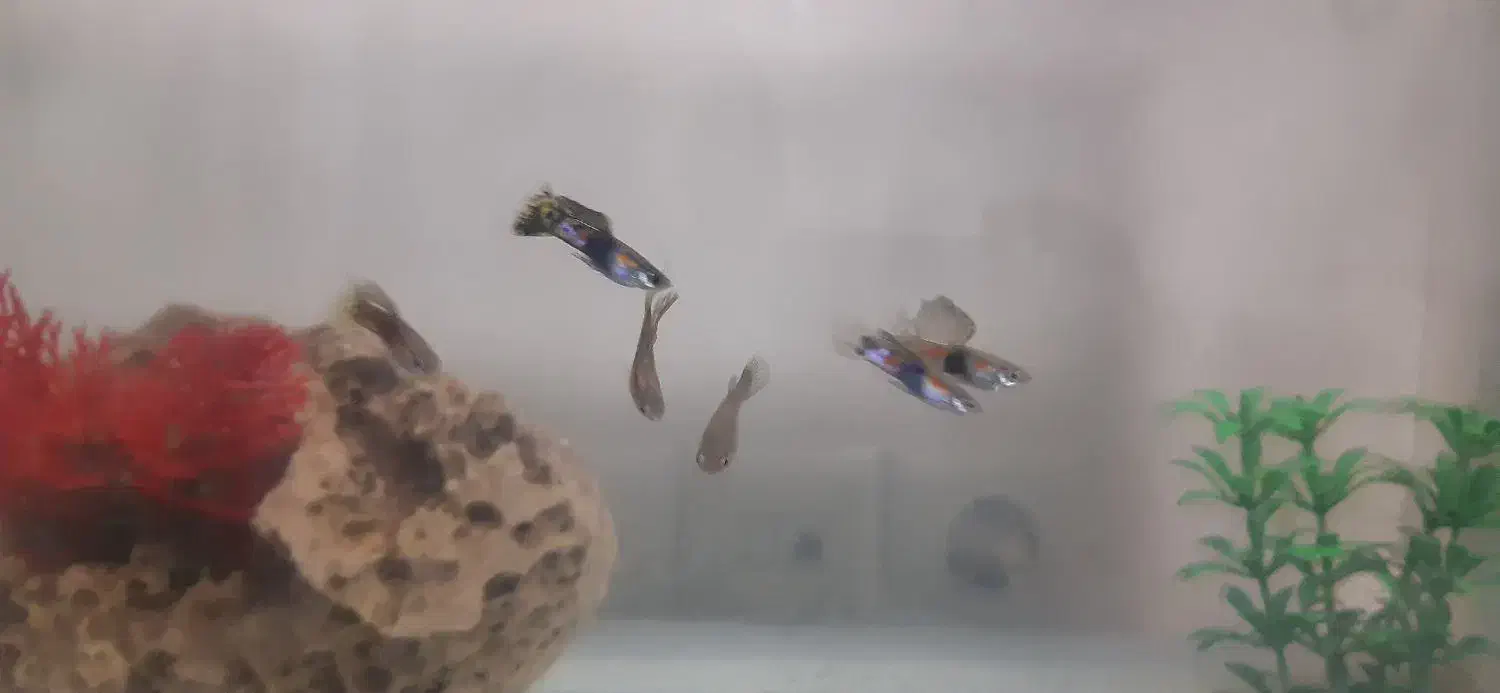 ماهی گوپی|ماهی|شیراز, احمدآباد|دیوار