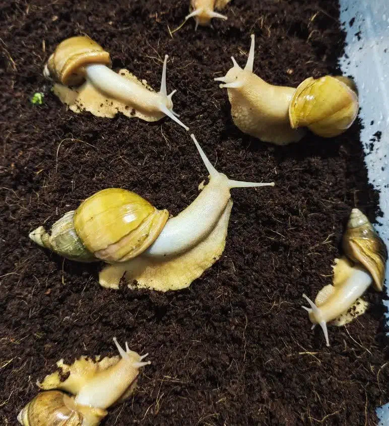 فروش حلزون آلبینو خانگی بالغ مولد سوپر مولد بزرگ|خزنده|شیراز, شریف‌آباد|دیوار