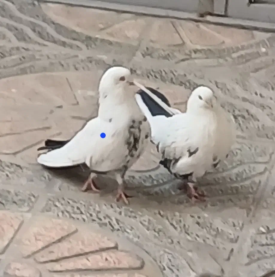 گمشده|پرنده|قروه, |دیوار