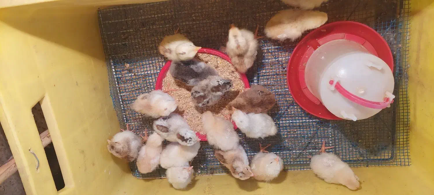 جوجه محلی ۷ روزه|حیوانات مزرعه|امیدیه, |دیوار