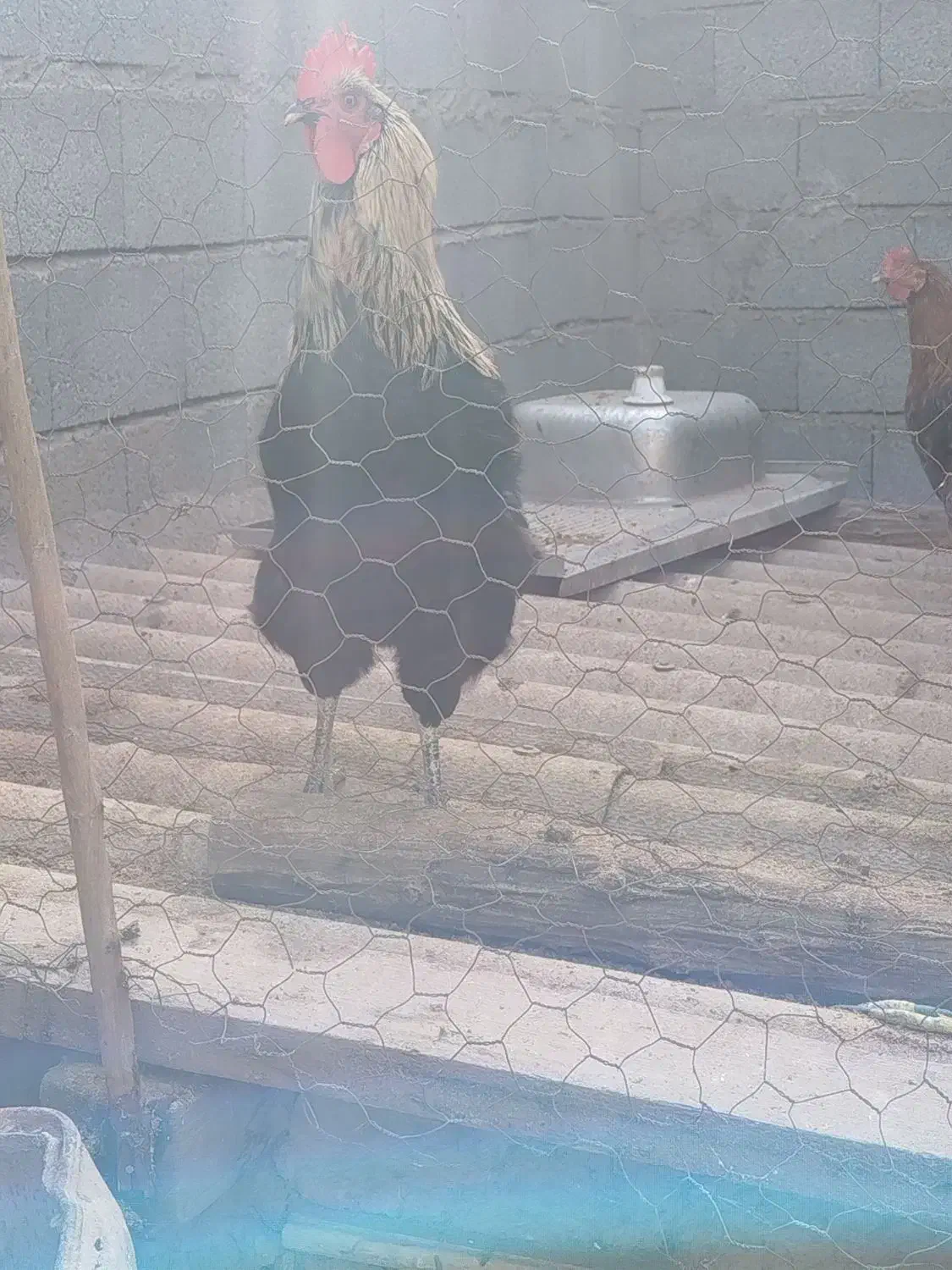 تعدادی خروس محلی فروشی|حیوانات مزرعه|توتکابن, |دیوار