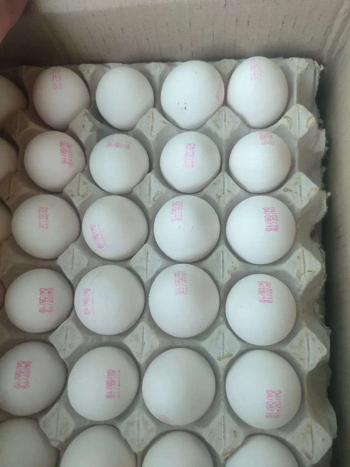 پخش تخم مرغ تازه بروز|خوردنی و آشامیدنی|قم, باجک یک|دیوار