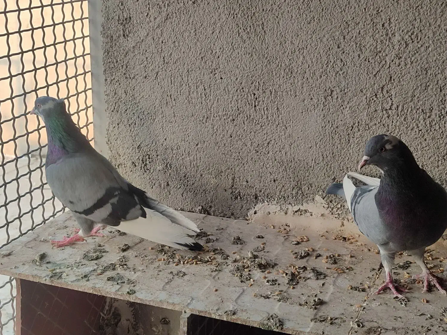 یک جفت کبوترابلق سبز سلامت و پرشی|پرنده|شهریار, شهرک مصطفی خمینی|دیوار