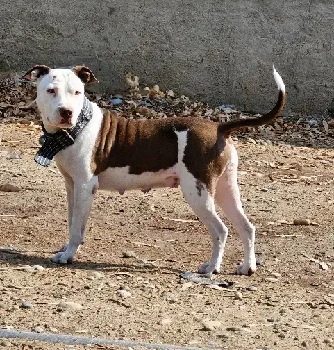 سگ پیتبول ماده|سگ|شوشتر, |دیوار