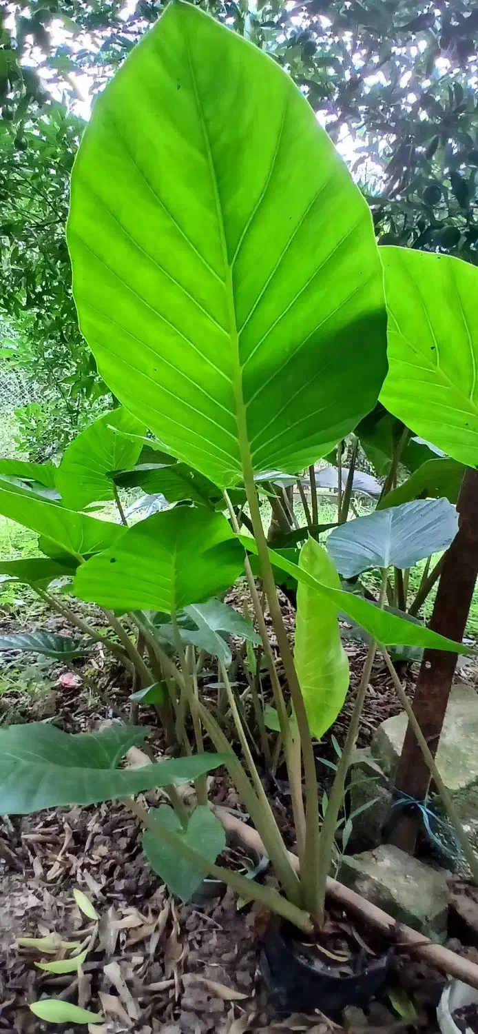 فروش گل سیکاس و بالا آدم با قیمت مناسب|گل و گیاه طبیعی|گتاب, |دیوار