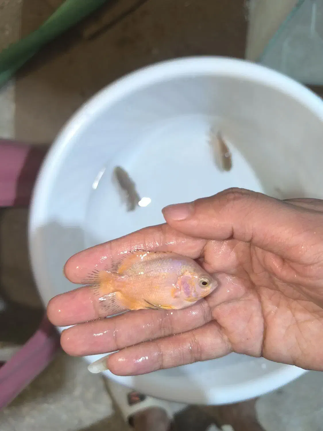 فروش ماهی اسکار و سورم|ماهی|مشهد, انقلاب|دیوار