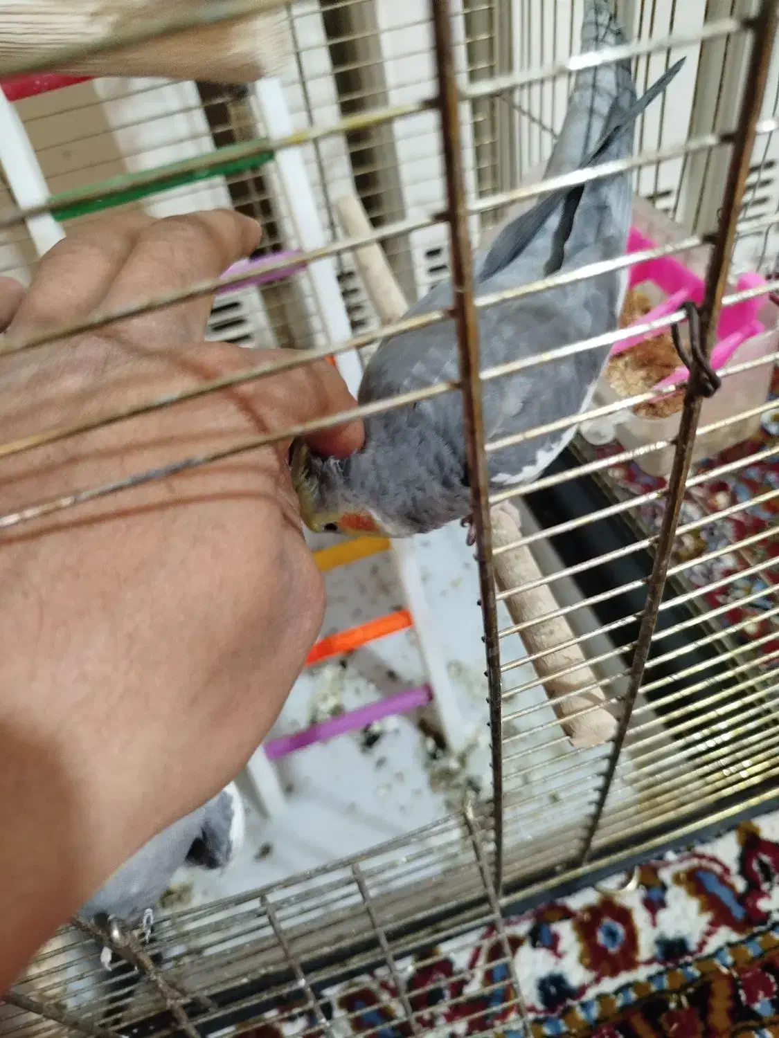 عروس هلندی|پرنده|قم, شهرک مهدیه|دیوار