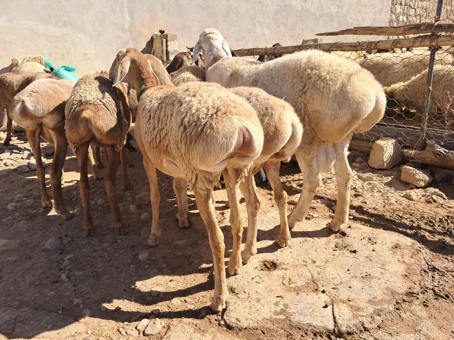 میش۰گوسفند ۰بز۰قوچ۰|حیوانات مزرعه|زاگرس, |دیوار