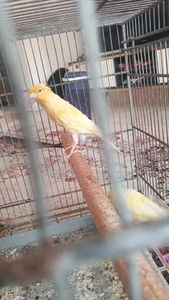 یک جفت قناری لیموی|پرنده|قشم, |دیوار