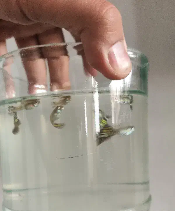 گوپی نر و ماده مولد ، بچه گوپی|ماهی|تهران, اسفندیاری|دیوار