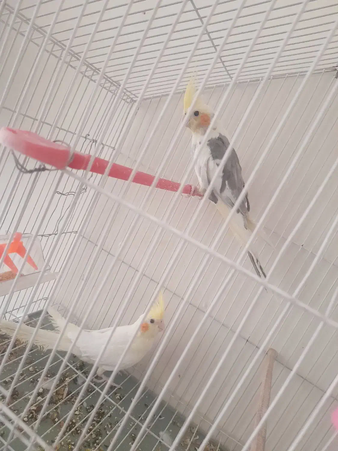 عروس هلندی لوتینو|پرنده|تهران, شهرک رضویه|دیوار