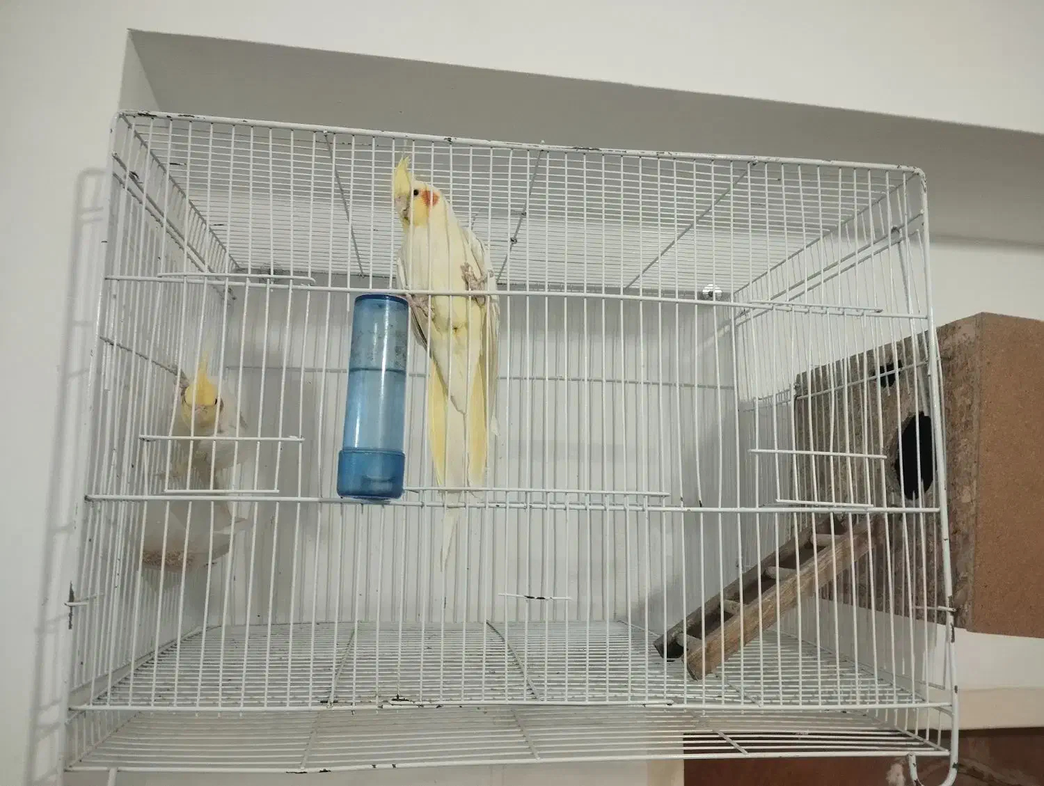 یک جفت عروس هلندی با قفس وکلبه ش|پرنده|زابل, |دیوار