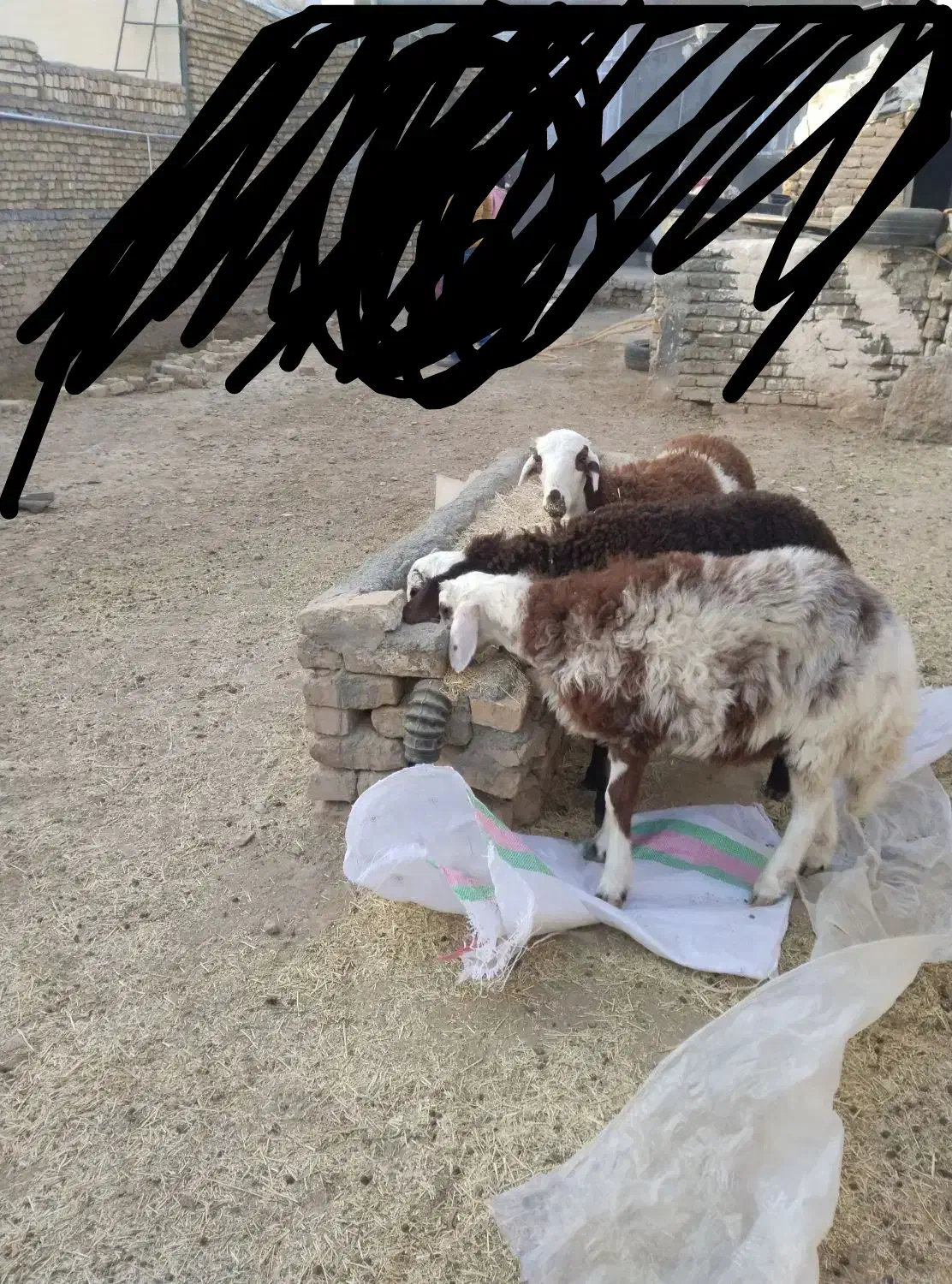 3عدد بره نر پای پروار بروجردی|حیوانات مزرعه|تربت‌حیدریه, بالا ولایت|دیوار