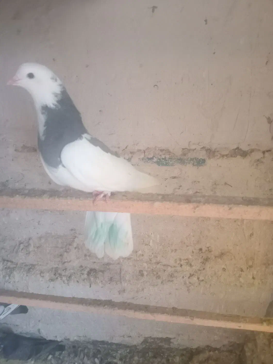 کبوتر|پرنده|ماکو, |دیوار