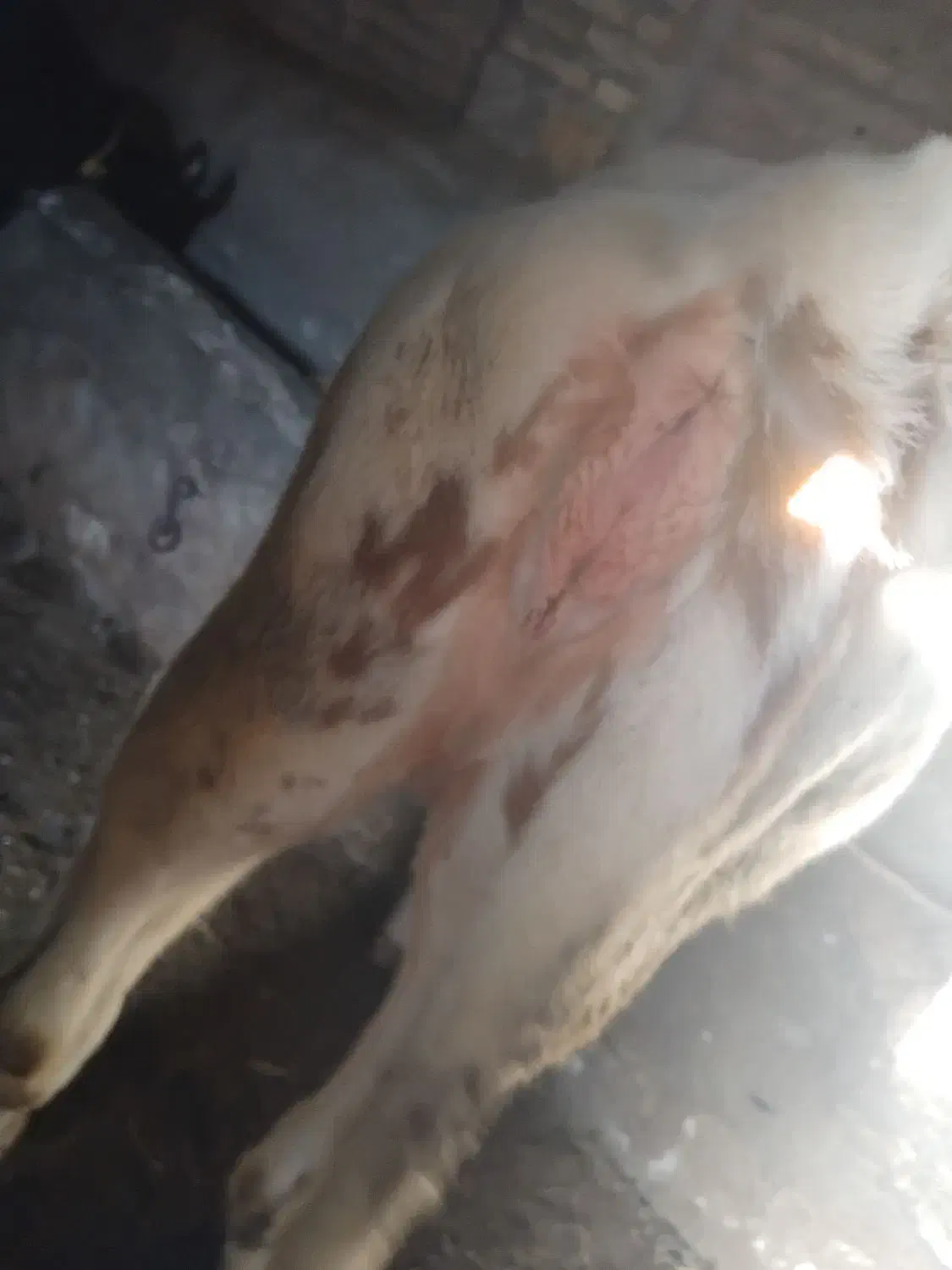 گوساله|حیوانات مزرعه|سراب, |دیوار