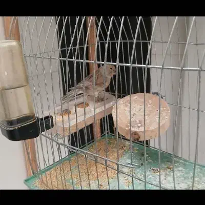 عروس هلندی قفس کبوتر خرقه زره ای|پرنده|اصفهان, مارچین|دیوار