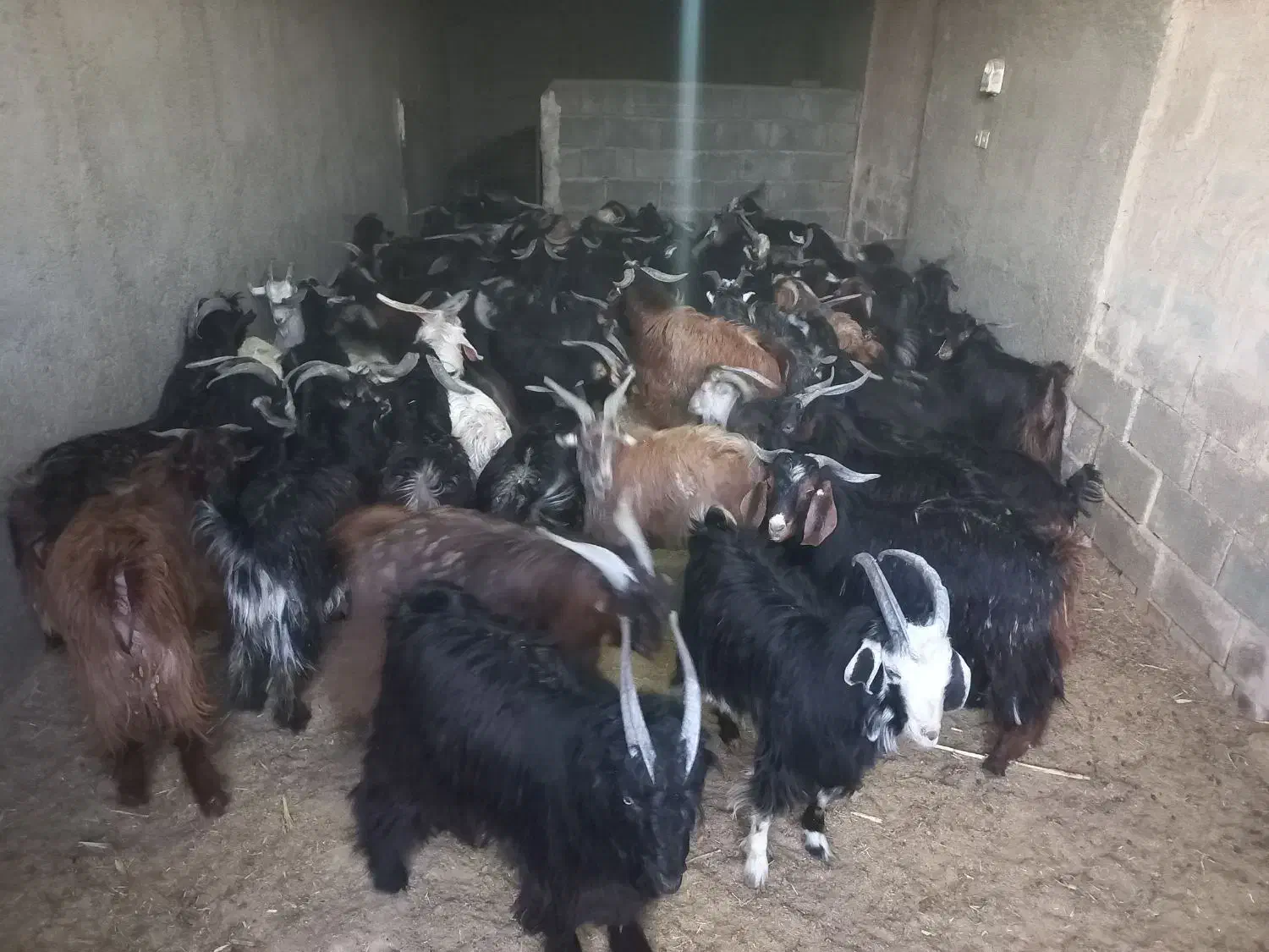 فروش ۶۰راس کهره نر|حیوانات مزرعه|بهمن, |دیوار