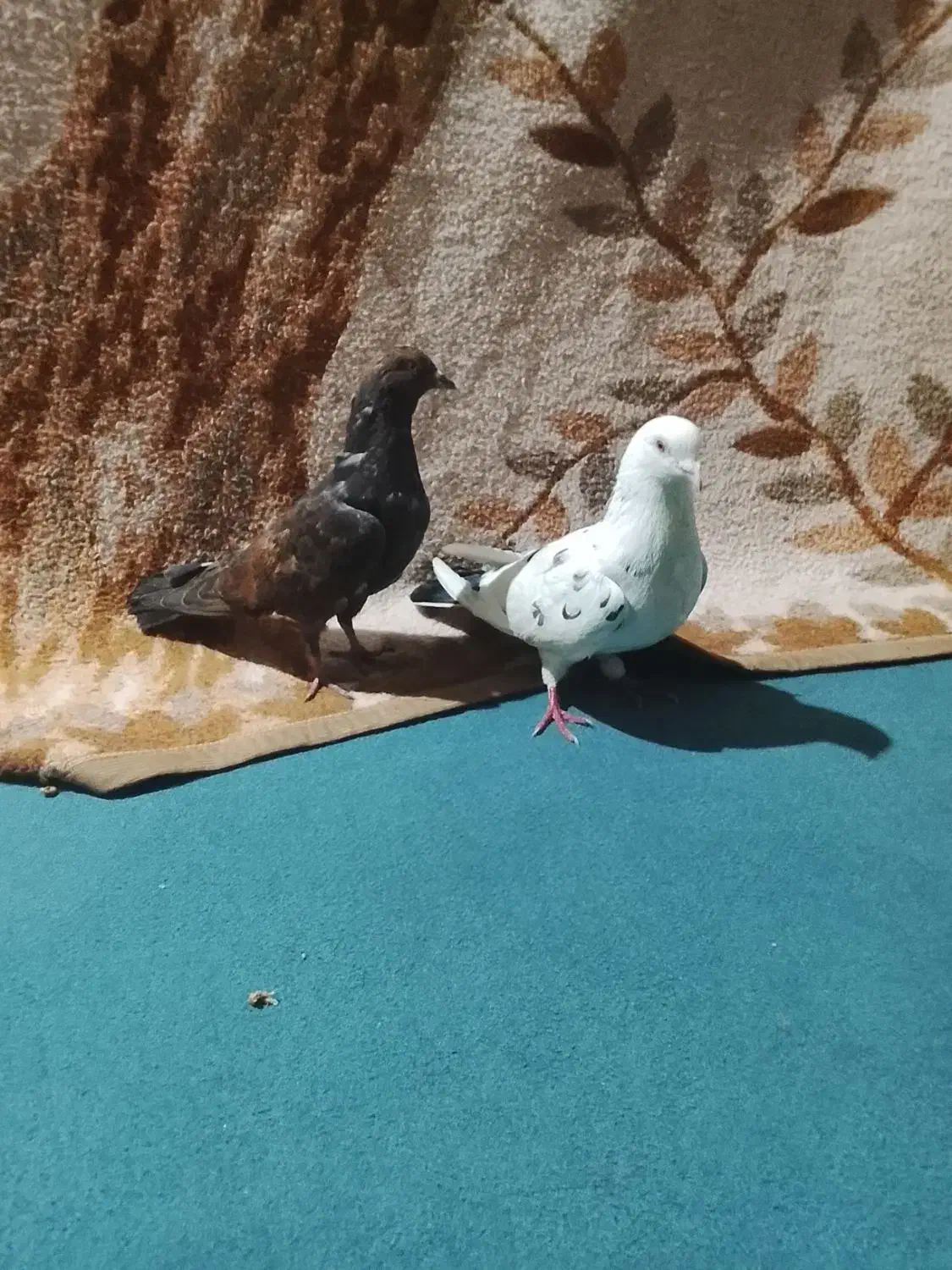 کبوتر|پرنده|علی‌آباد کتول, |دیوار