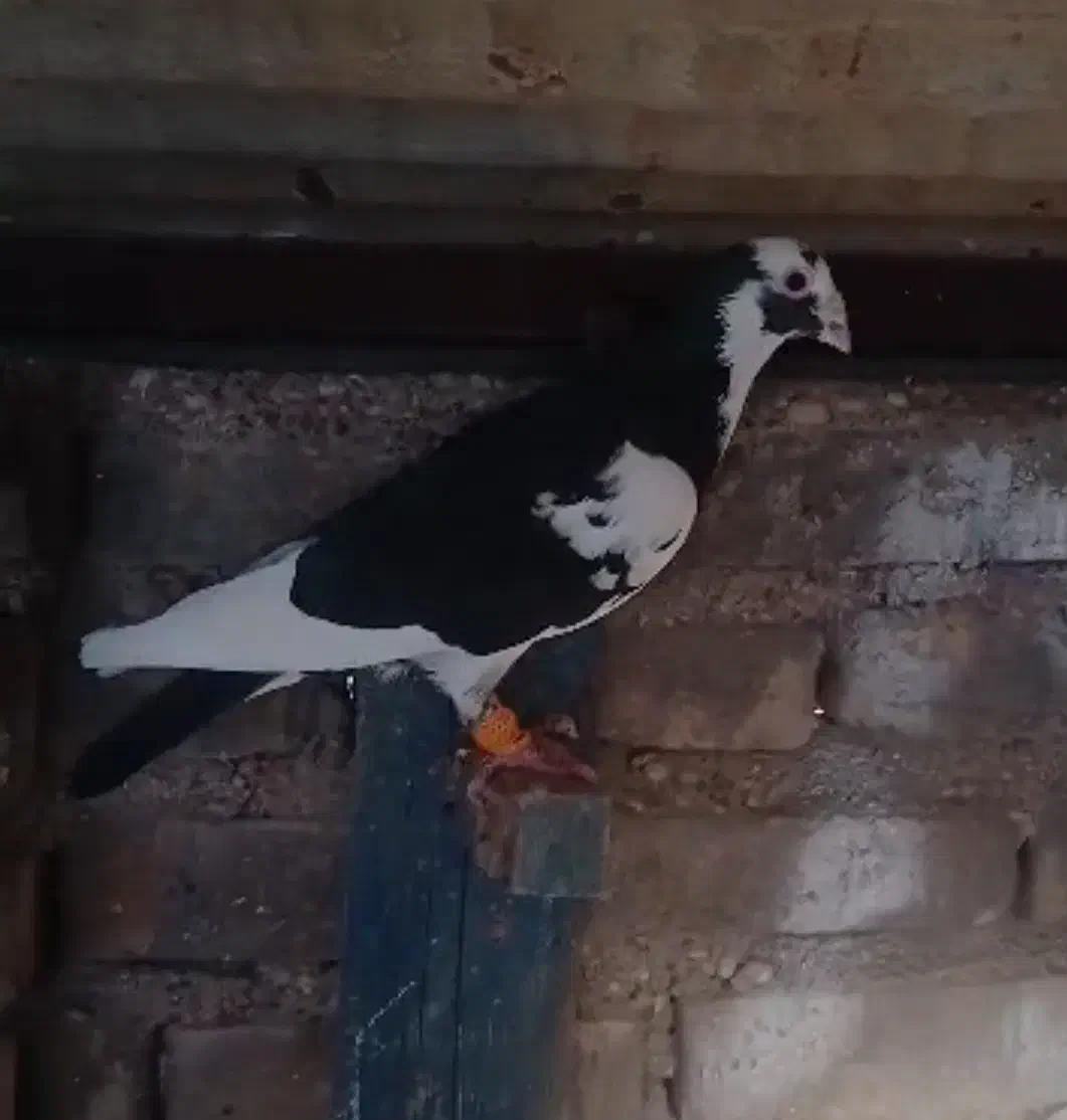 ابلغ|پرنده|برازجان, |دیوار