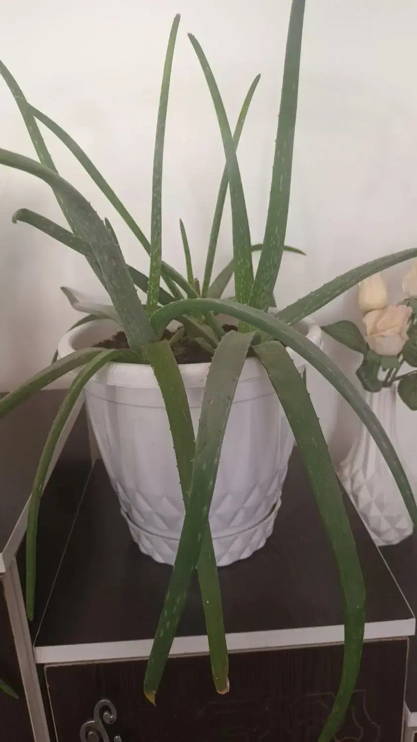 گل طبیعی|گل و گیاه طبیعی|ابهر, |دیوار