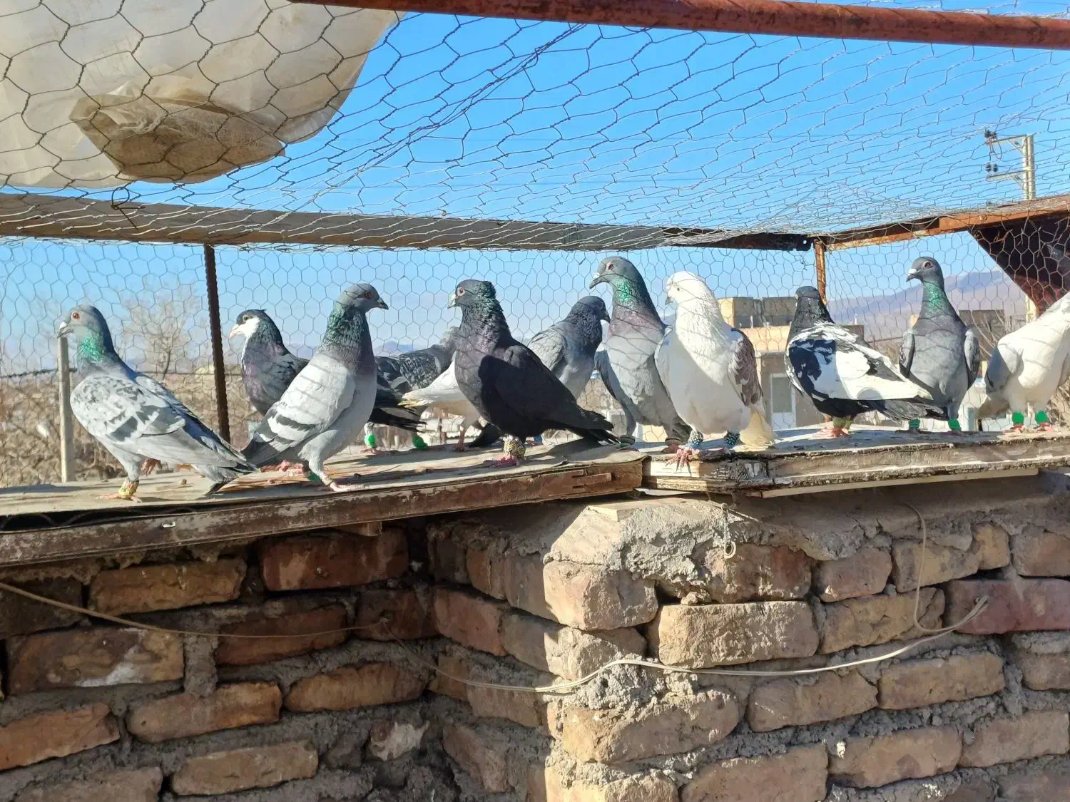 کفتر غریبه|حیوانات|مشهد, عامل|دیوار