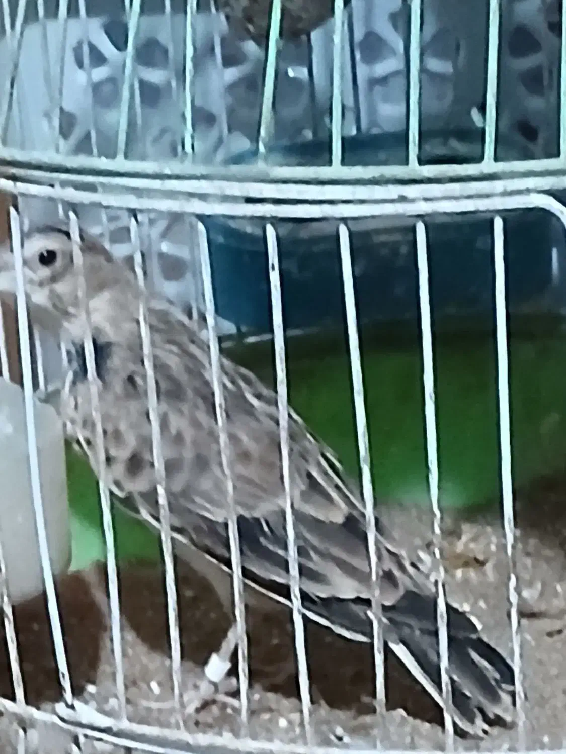 ۲عدد سهره نر|پرنده|بیرجند, |دیوار