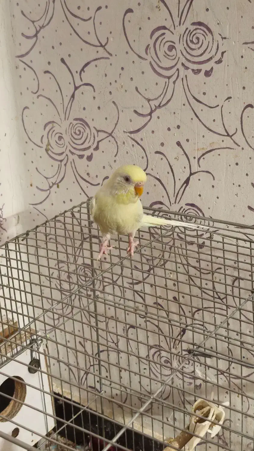 مرغ عشق ماده ۳۰۰ تومان دونه ای|پرنده|اهواز, پردیس|دیوار