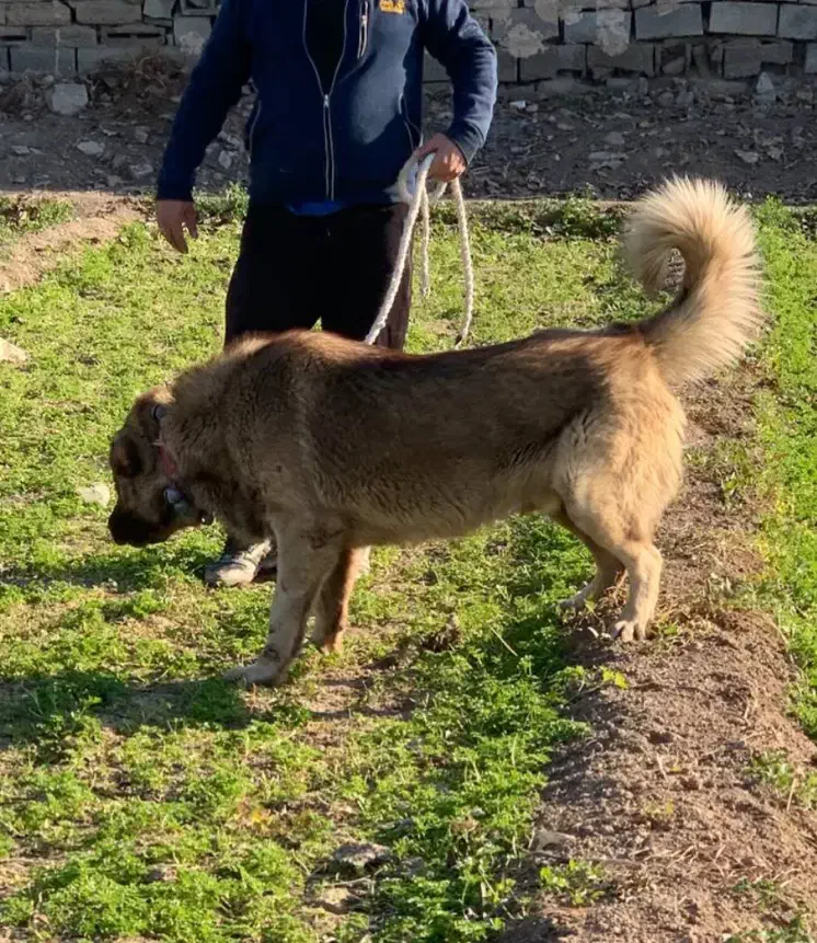 سگ سرابی|سگ|شهر ری, سرتخت|دیوار